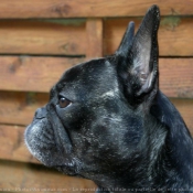 Photo de Bouledogue franais