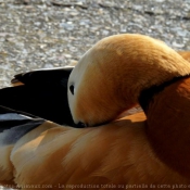 Photo de Canard tadorne casarca