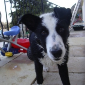 Photo de Border collie