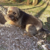 Photo de Border terrier