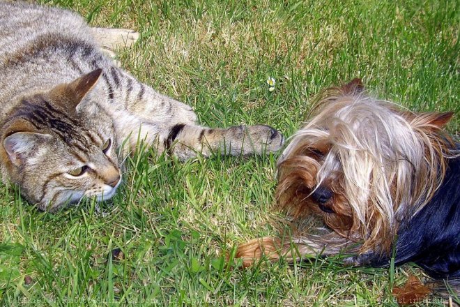 Photo de Races diffrentes