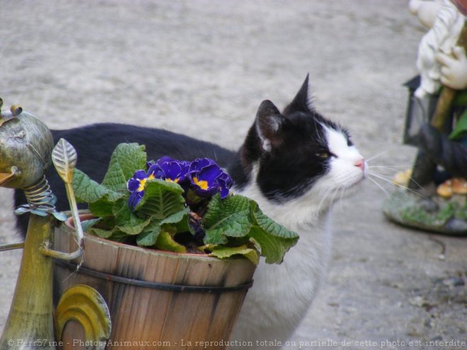 Photo de Chat domestique