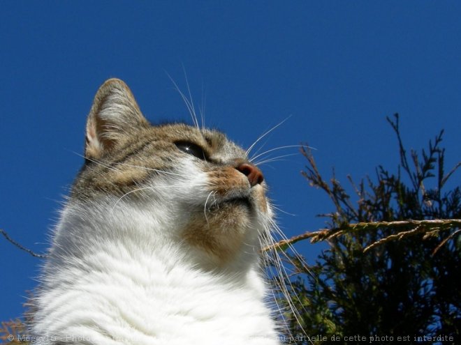 Photo de Chat domestique