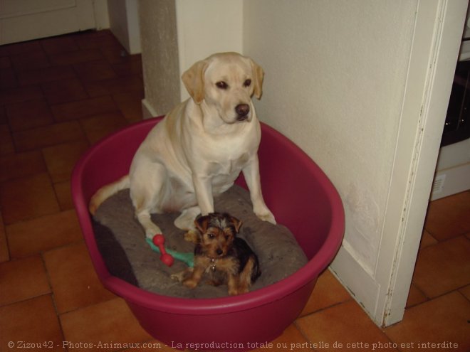 Photo de Labrador retriever