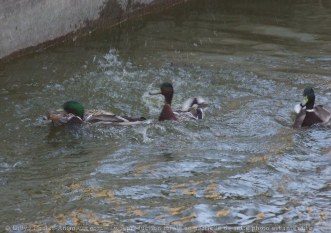 Photo de Canard colvert