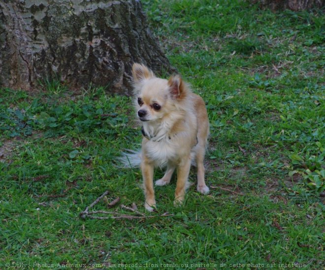 Photo de Chihuahua  poil long