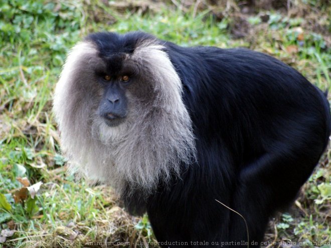 Photo de Singe - macaque