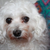 Photo de Bichon maltais