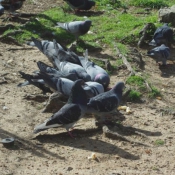 Photo de Pigeon