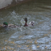 Photo de Canard colvert