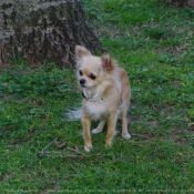 Photo de Chihuahua  poil long