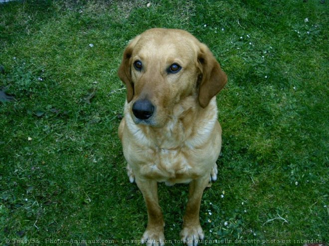 Photo de Labrador retriever