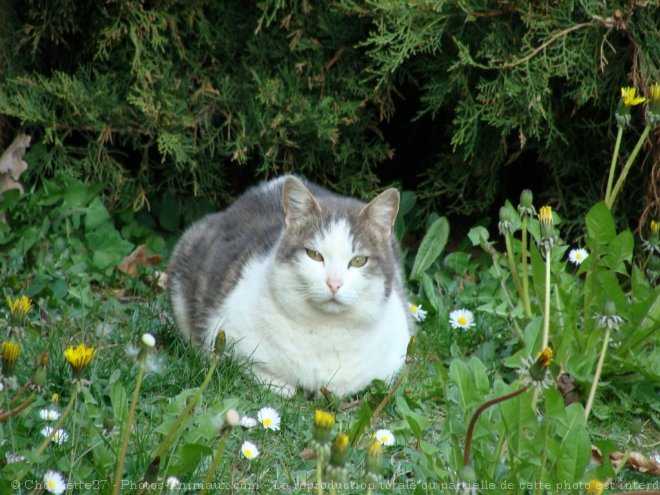 Photo de Chat domestique