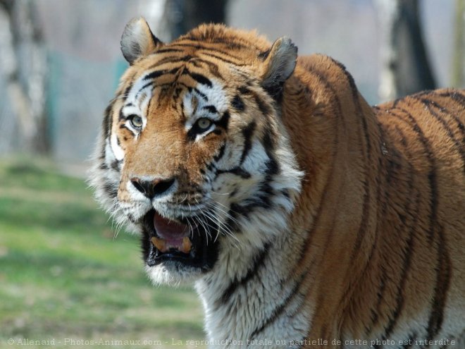 Photo de Tigre