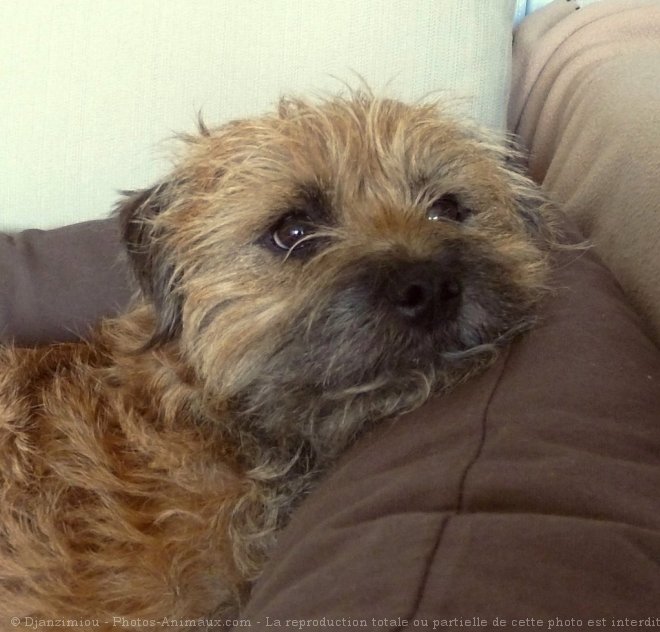 Photo de Border terrier