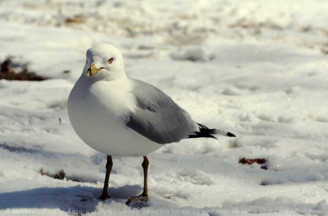 Photo de Mouette