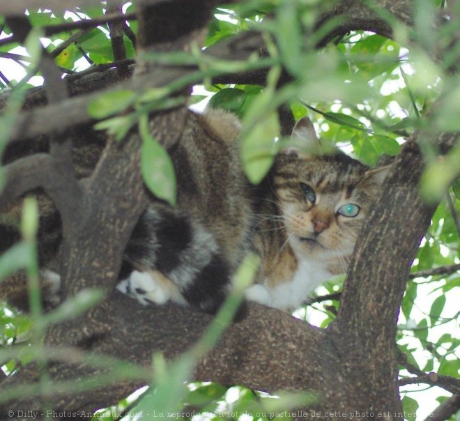 Photo de Chat domestique