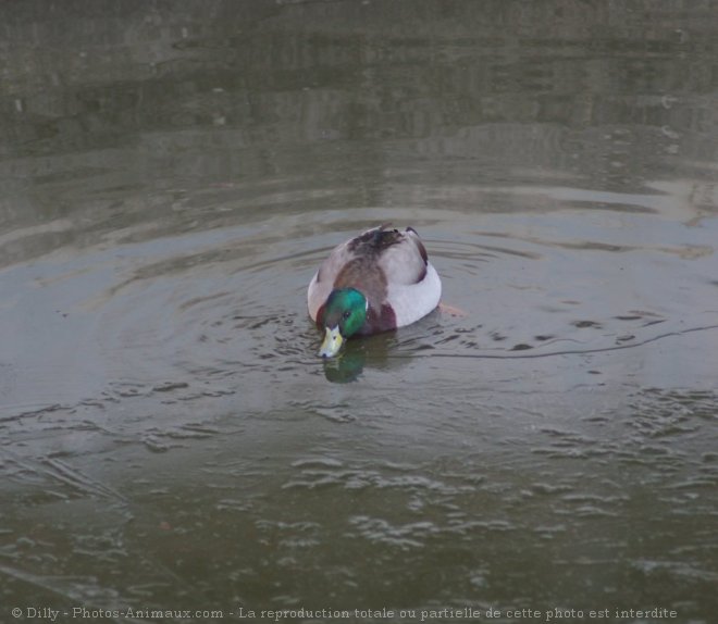 Photo de Canard colvert