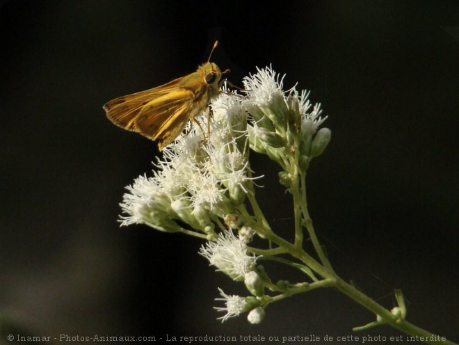 Photo de Papillon