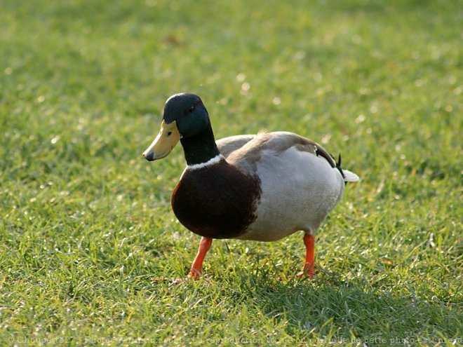 Photo de Canard colvert