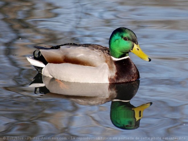 Photo de Canard colvert