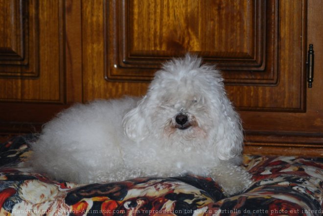 Photo de Bichon maltais