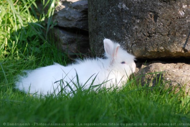 Photo de Lapin