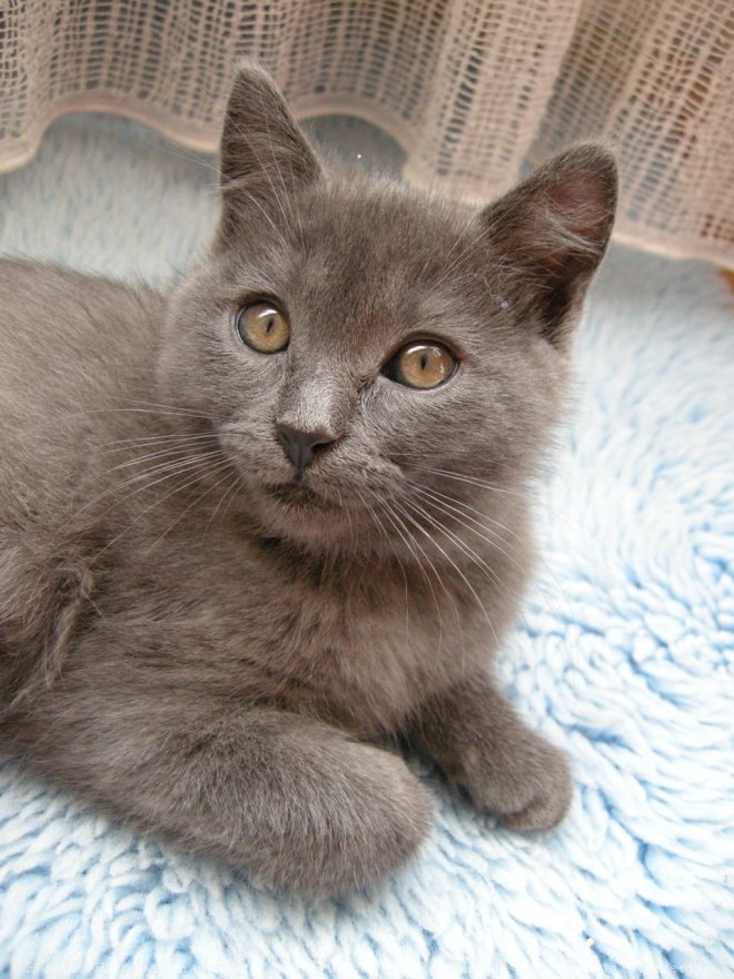 Photo de Chartreux