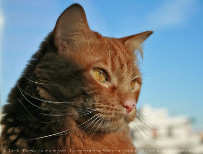 Photo de Chat domestique