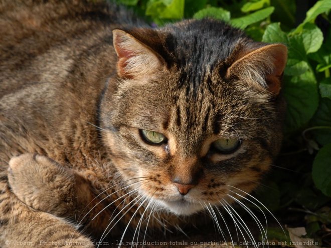 Photo de Chat domestique