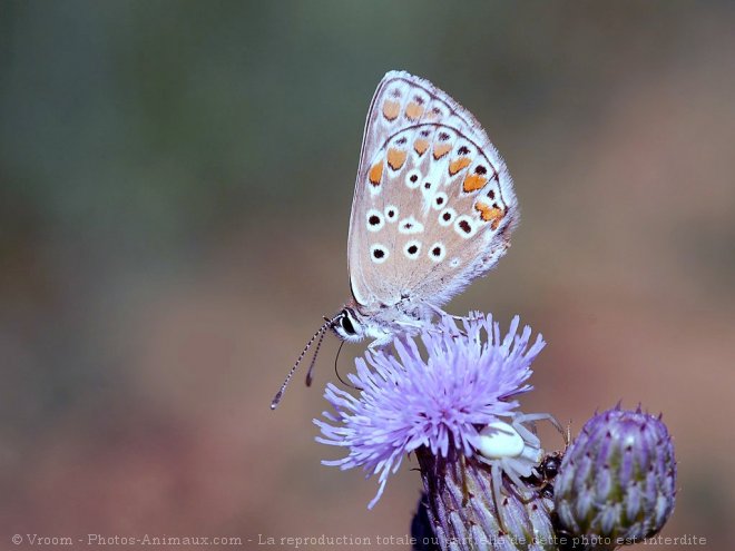 Photo de Papillon - le bel argus