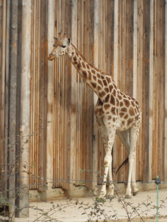 Photo de Girafe