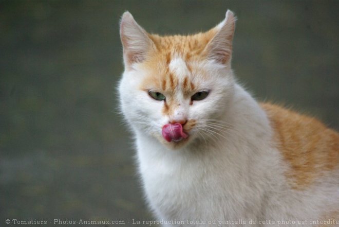 Photo de Chat domestique