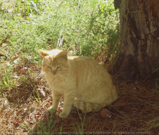 Photo de Chat domestique