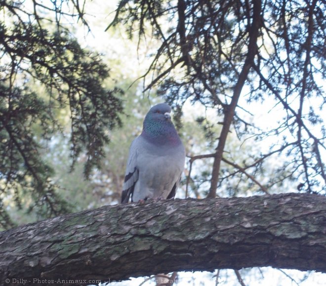 Photo de Pigeon