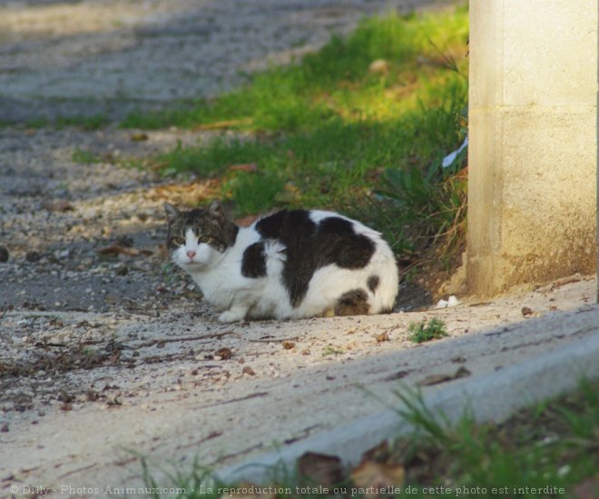 Photo de Chat domestique