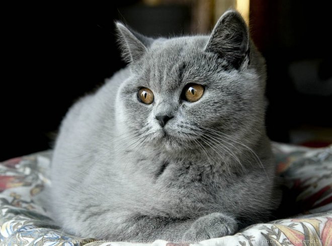 Photo de British shorthair