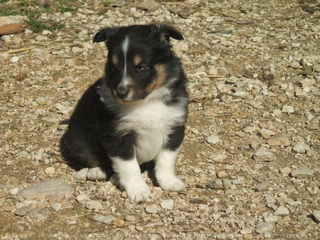 Photo de Chien de berger des shetland