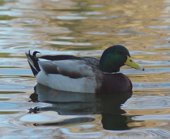 Photo de Canard colvert