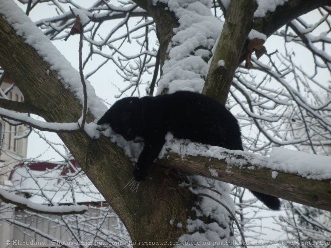 Photo de Chat domestique