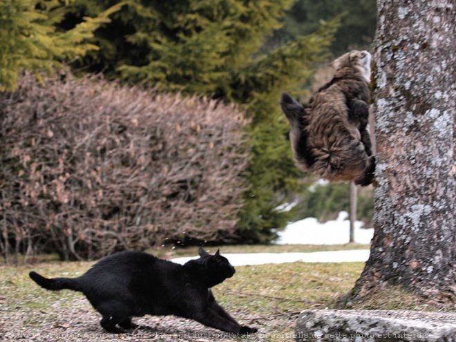 Photo de Races diffrentes