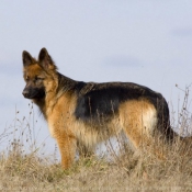 Photo de Berger allemand  poil court