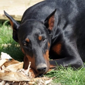 Photo de Dobermann