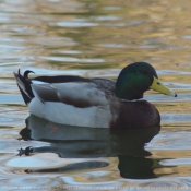 Photo de Canard colvert