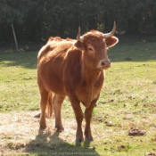 Photo de Vache