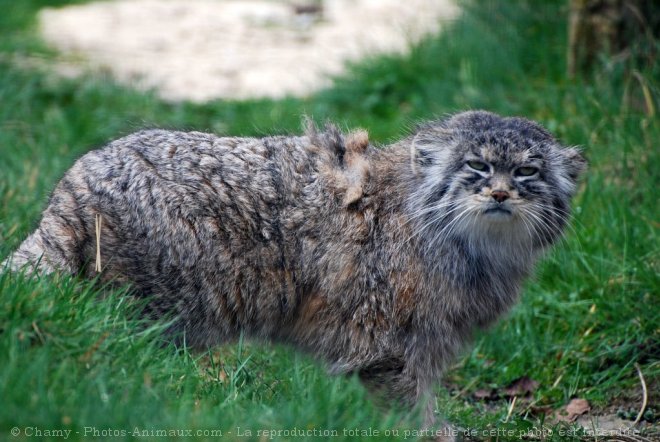 Photo de Chat de pallas