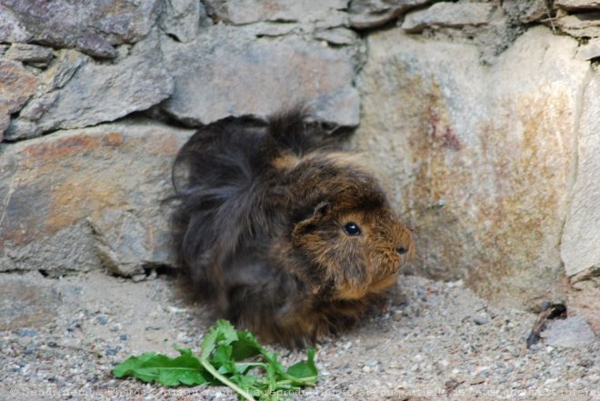 Photo de Cochon d'inde - pruvien