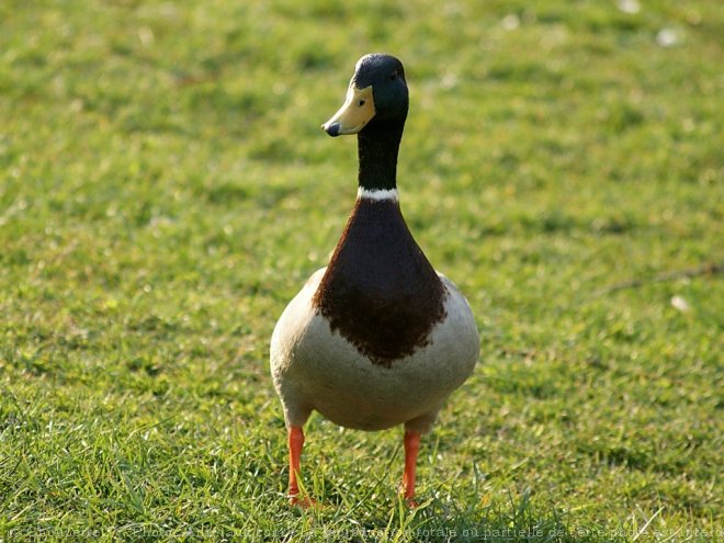 Photo de Canard colvert