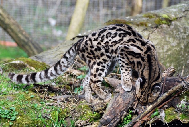 Photo d'Ocelot