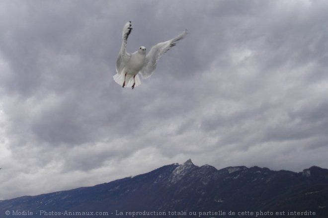 Photo de Mouette